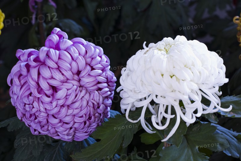 Chrysanthemum