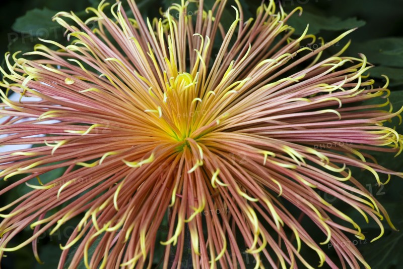 Chrysanthemum