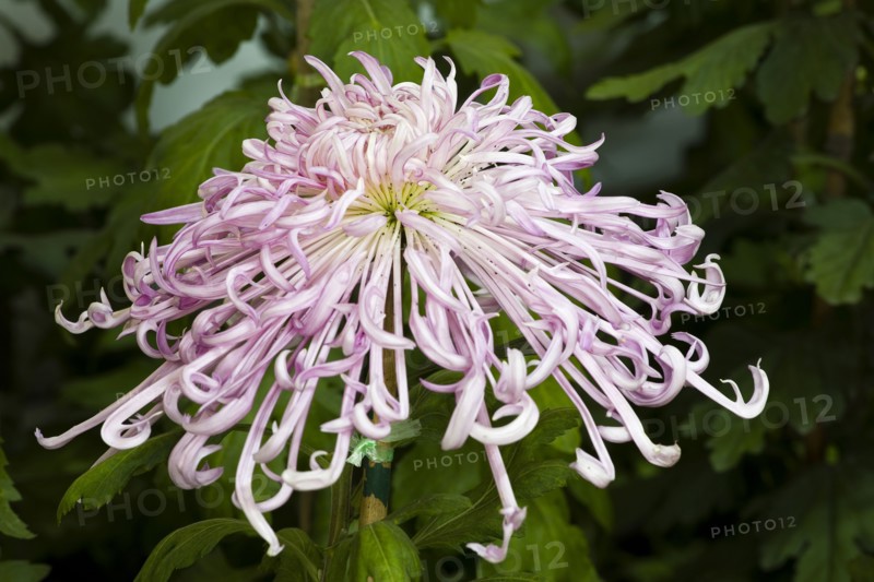 Chrysanthemum