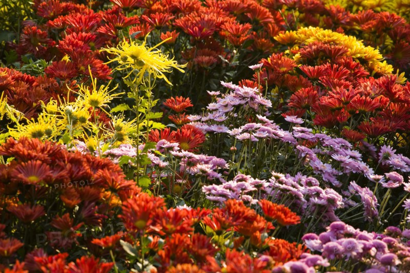 Chrysanthemum