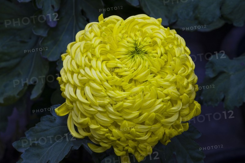 Chrysanthemum