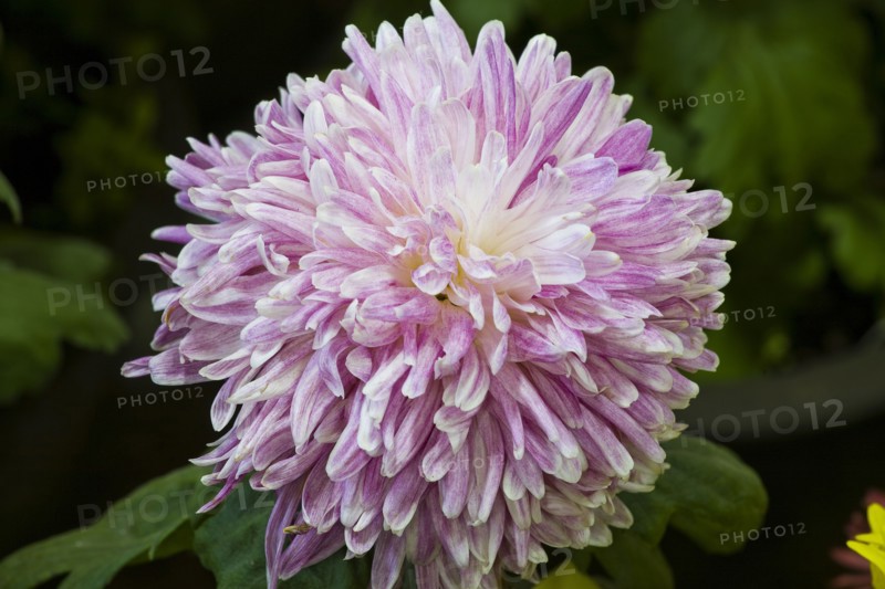 Chrysanthemum