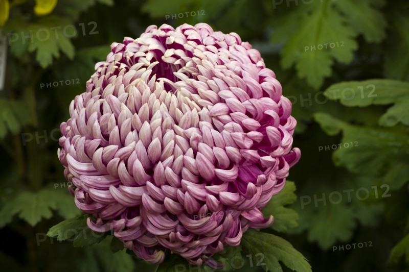 Chrysanthemum