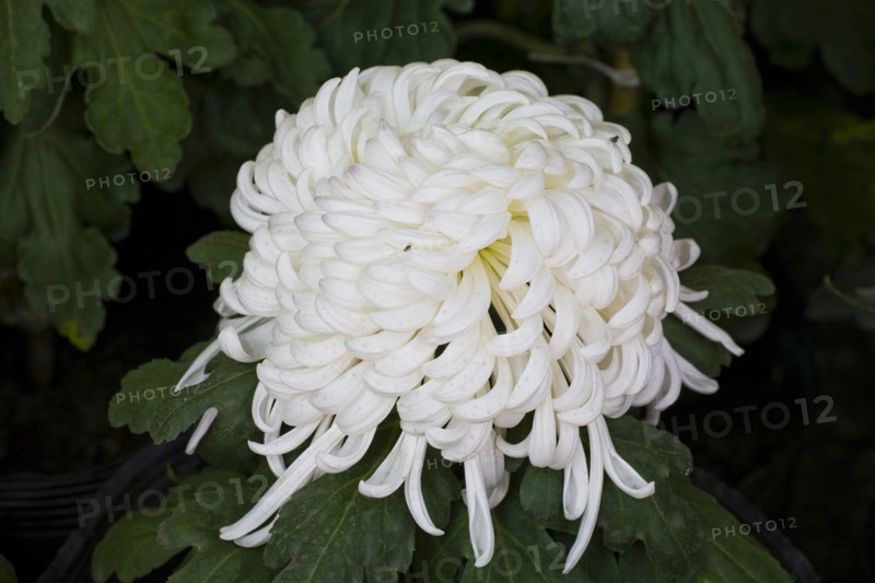 Chrysanthemum