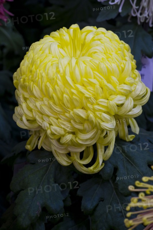 Chrysanthemum