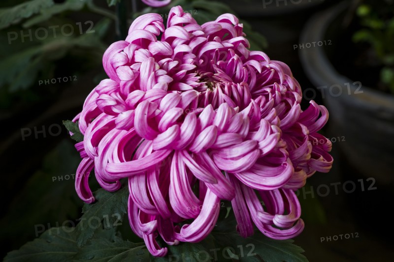Chrysanthemum