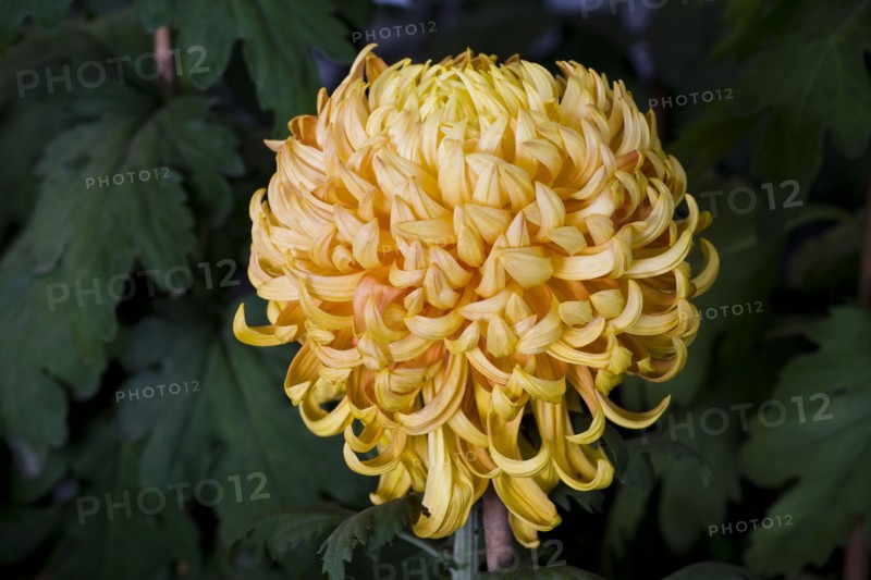 Chrysanthemum