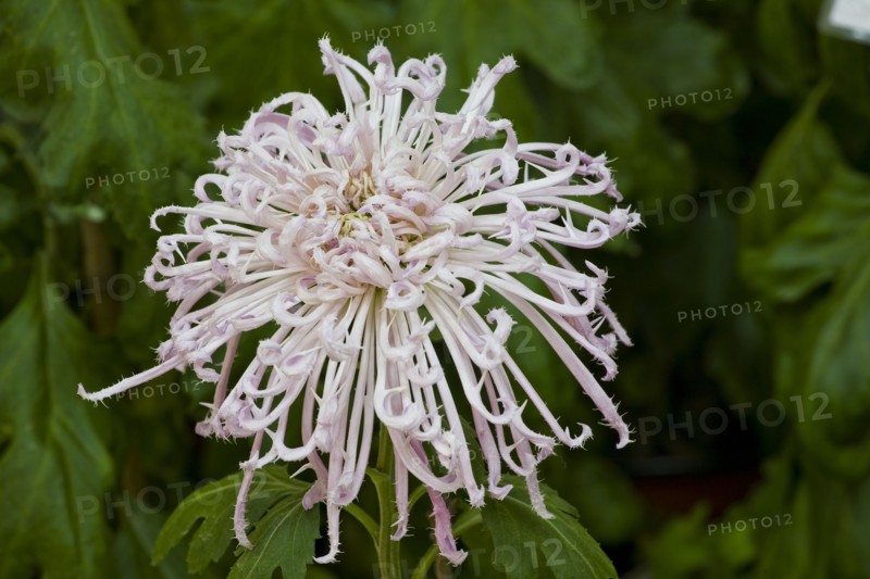 Chrysanthemum