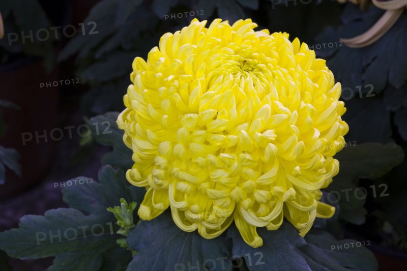 Chrysanthemum