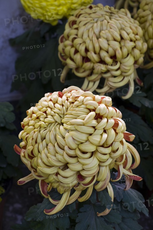 Chrysanthemum