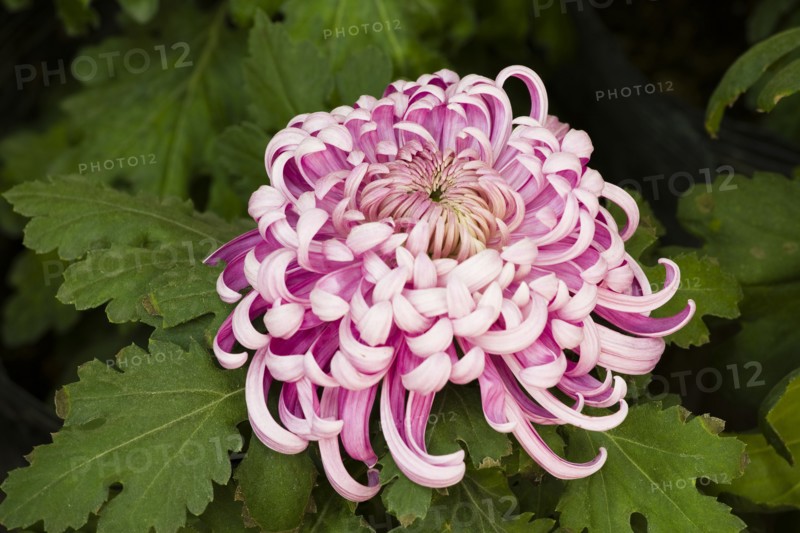 Chrysanthemum