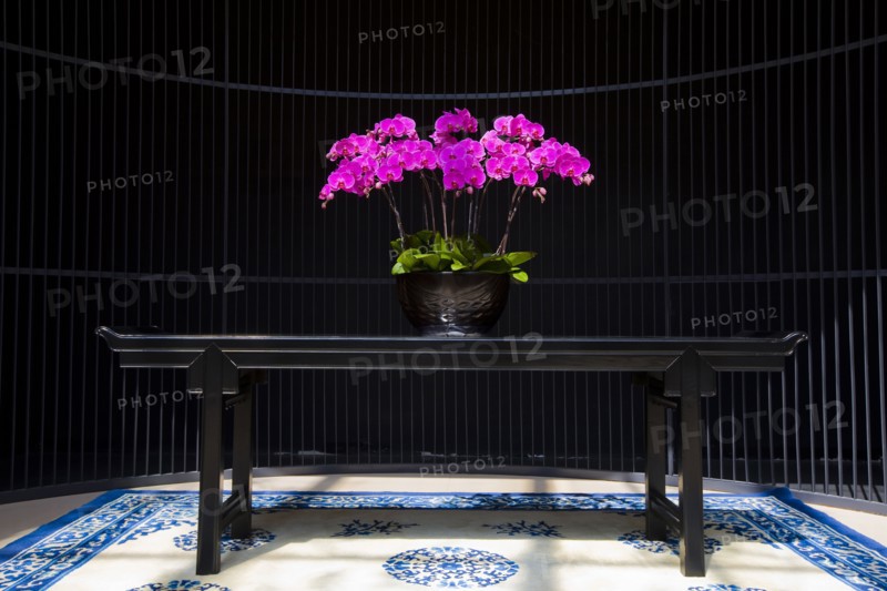 Taiwan, Orchid,