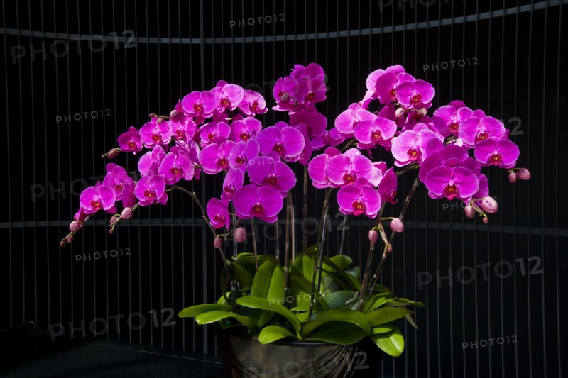 Taiwan, Orchid,