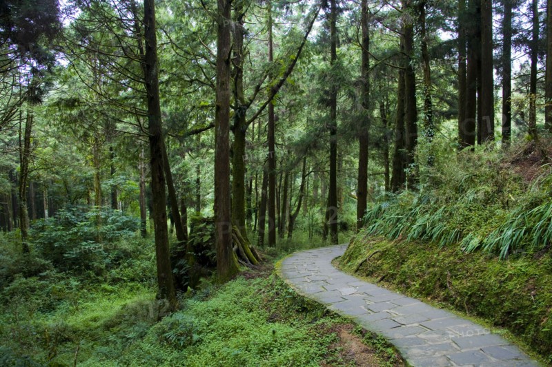 Taiwan, Ali, Botanical Garden,