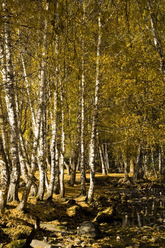 Xinjiang Province, Aletai,