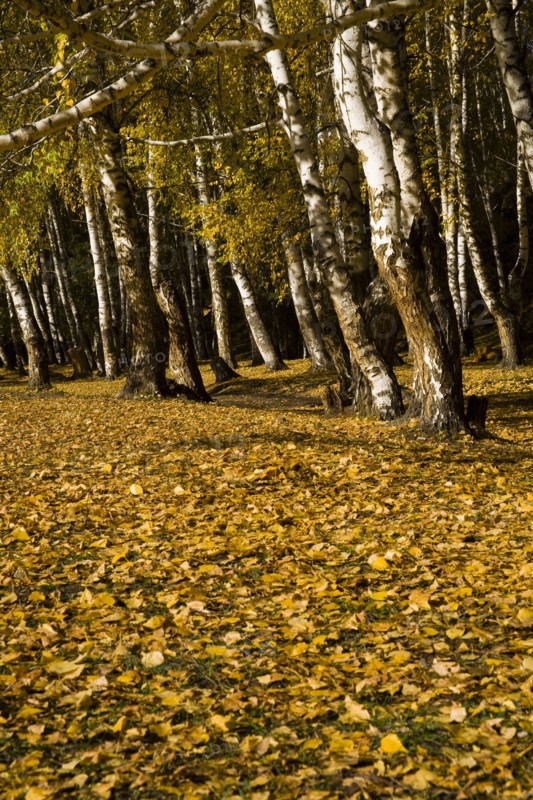 Xinjiang Province, Aletai,