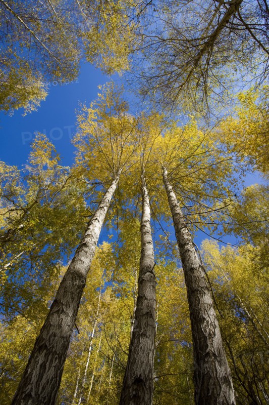 Xinjiang Province, Aletai,