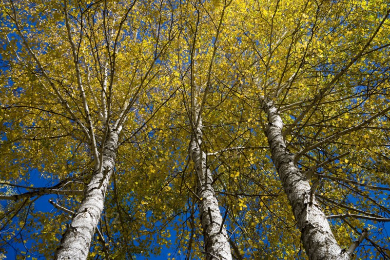 Xinjiang Province, Aletai,