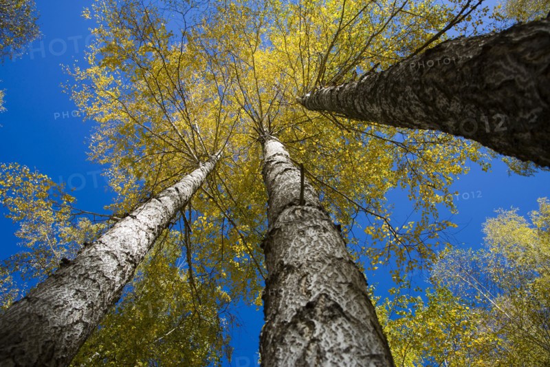 Xinjiang Province, Aletai,