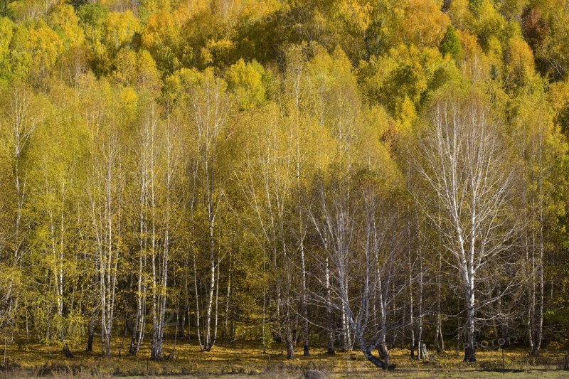 Xinjiang Province, Aletai,