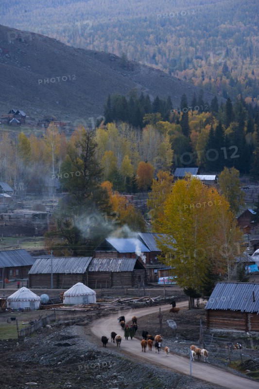 Altay Xinjiang, White Haba,
