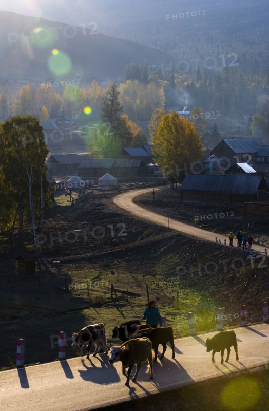 Altay Xinjiang, White Haba,