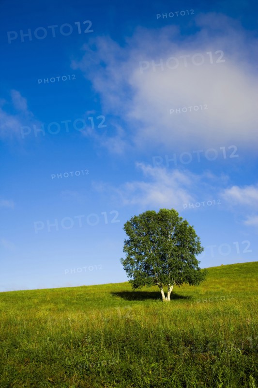 Bashang grassland in Inner Mongolia