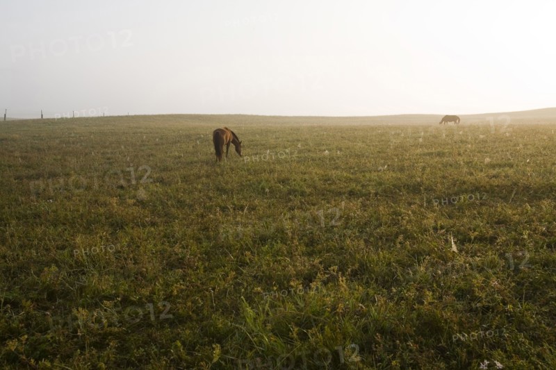 Bashang grassland in Inner Mongolia