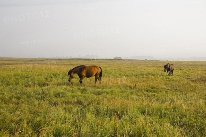 Bashang grassland in Inner Mongolia