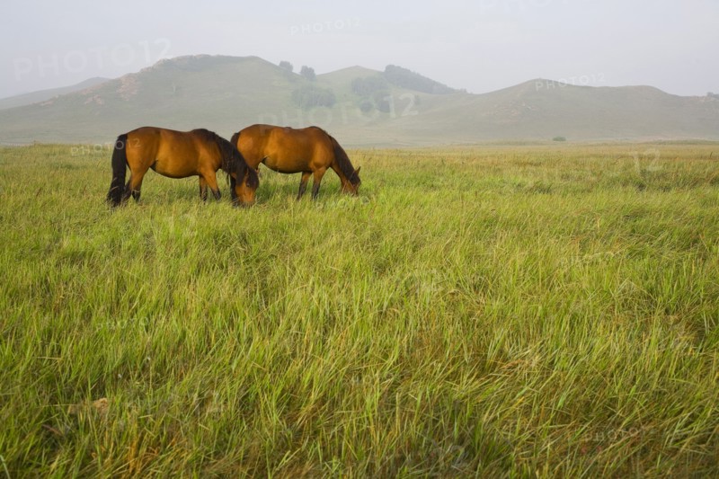 Bashang grassland in Inner Mongolia
