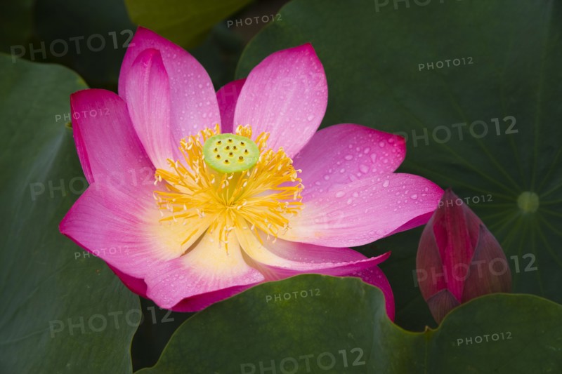 Lotus