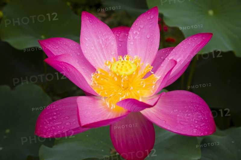 Lotus