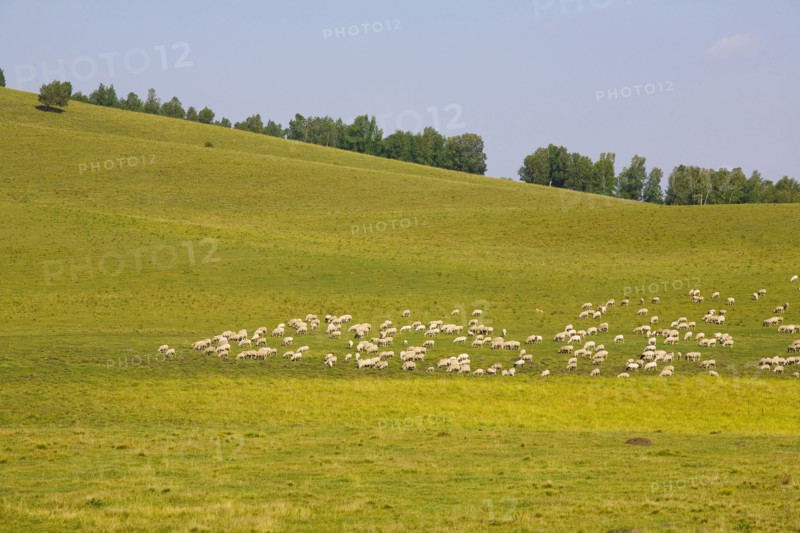 Bashang grassland in Inner Mongolia