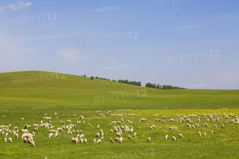 Bashang grassland in Inner Mongolia
