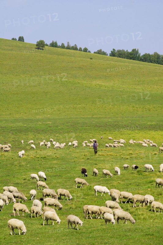 Bashang grassland in Inner Mongolia