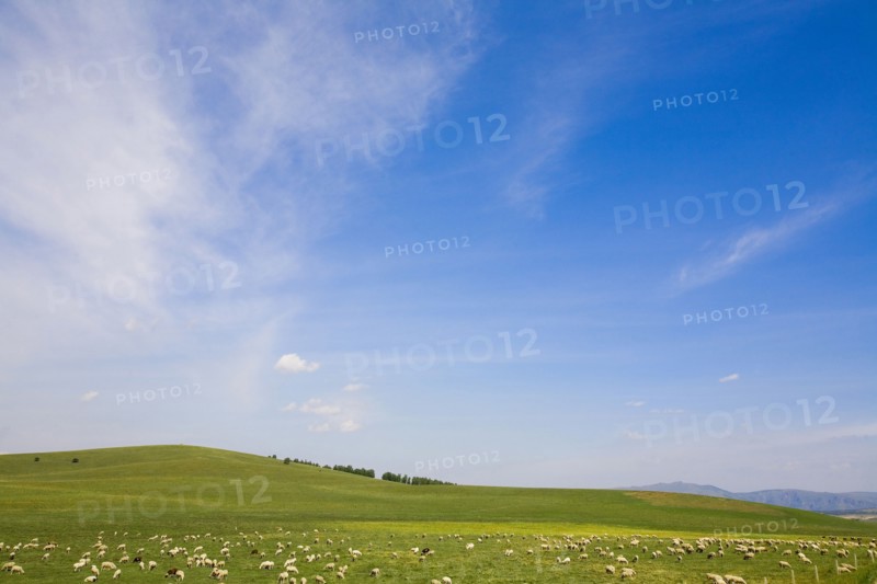 Bashang grassland in Inner Mongolia