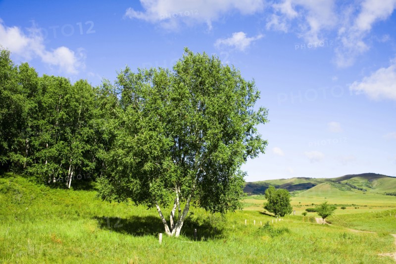 Bashang grassland in Inner Mongolia
