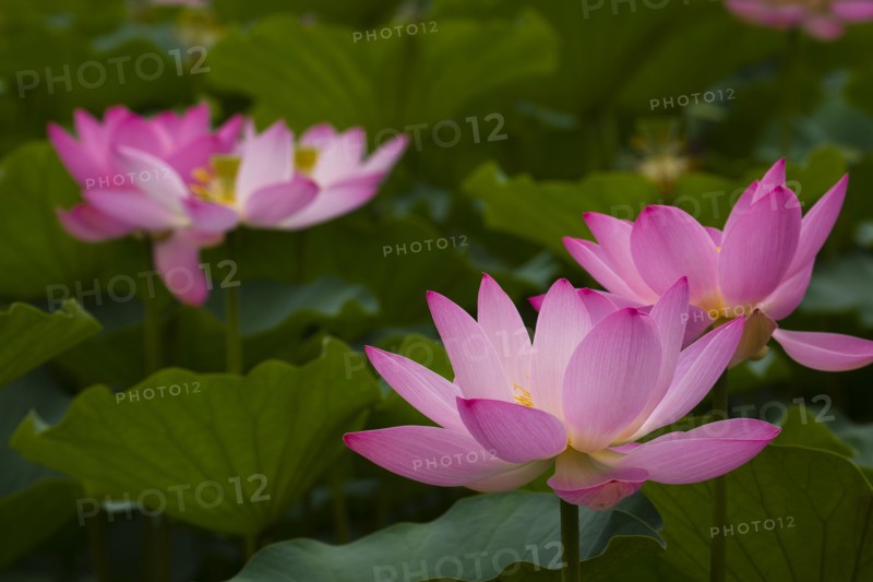 Lotus