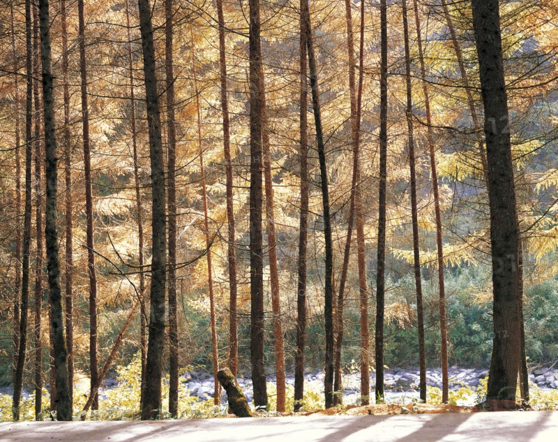 Wolong,Sichuan Province