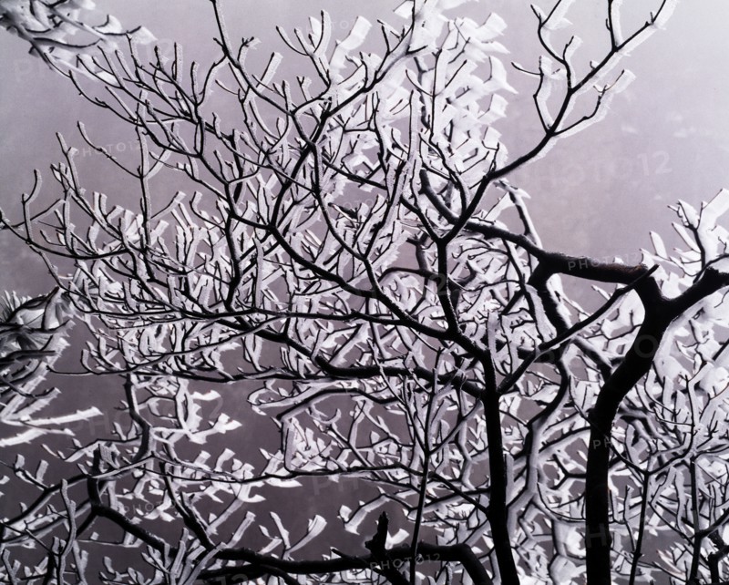 Snow Scene