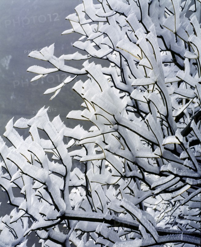 Snow Scene