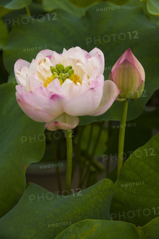 Lotus