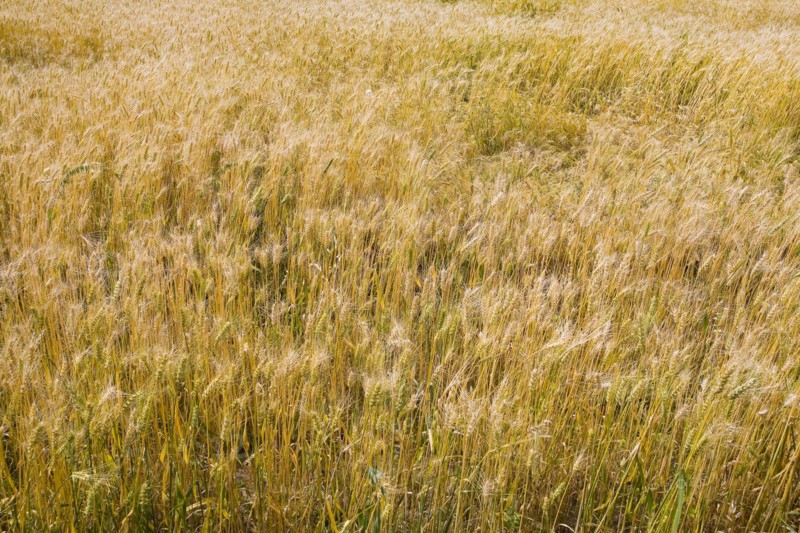 Bashang grassland in Inner Mongolia