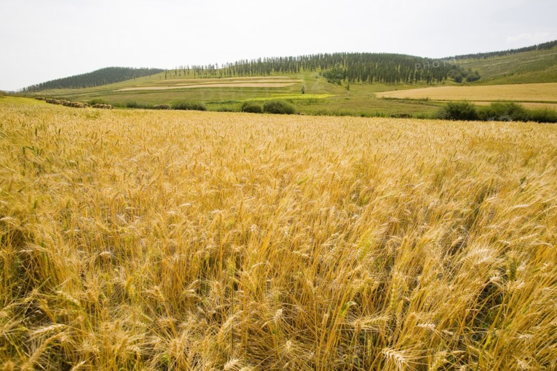 Bashang grassland in Inner Mongolia