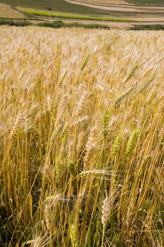 Bashang grassland in Inner Mongolia