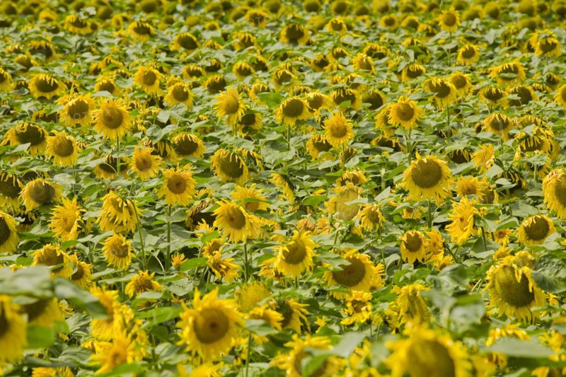 Bashang grassland in Inner Mongolia