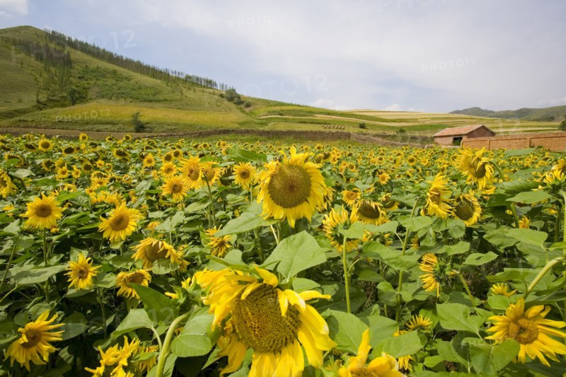 Bashang grassland in Inner Mongolia