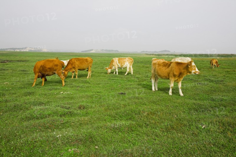 Bashang grassland in Inner Mongolia