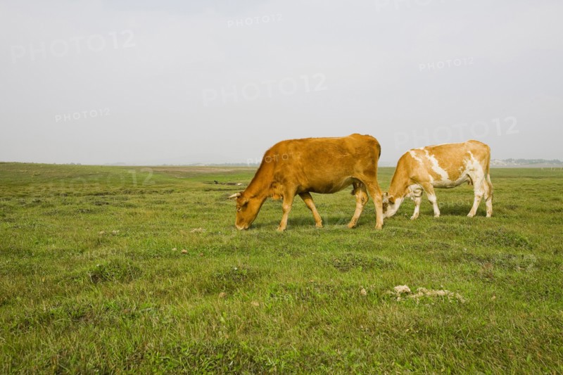 Bashang grassland in Inner Mongolia