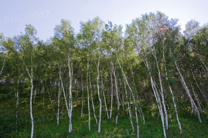 Bashang grassland in Inner Mongolia